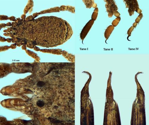 Anelasmocephalus cambridgei